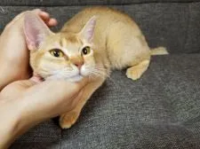 アビシニアン【埼玉県・女の子・2016年12月5日・ルディー】の写真4