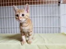 マンチカン【埼玉県・男の子・2017年6月10日・レッドタビー】の写真5