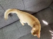 アビシニアン【埼玉県・女の子・2016年12月5日・ルディー】の写真5