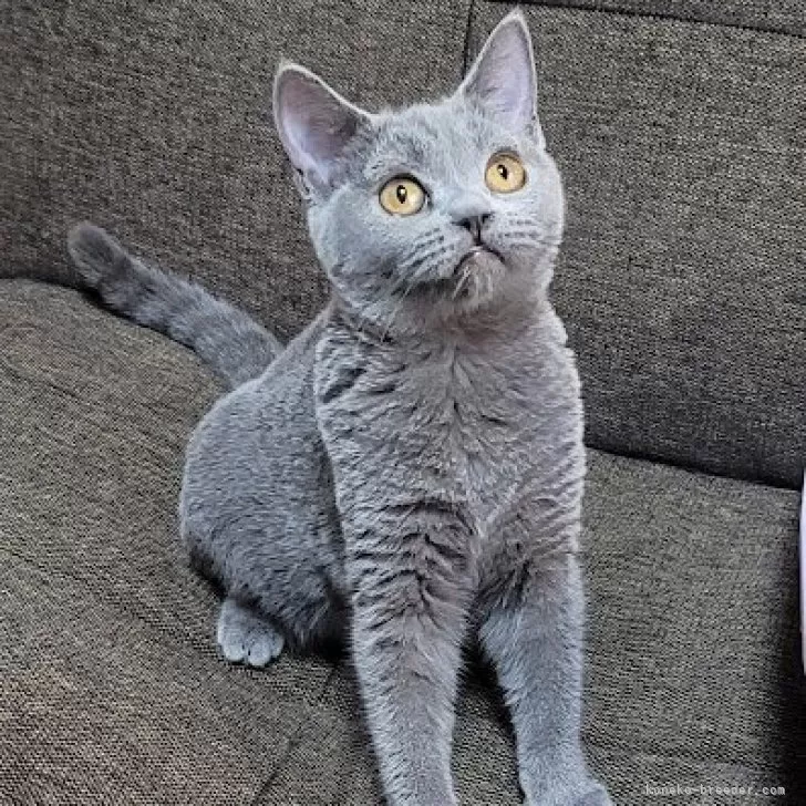 ブリティッシュショートヘア【埼玉県・女の子・2025年4月5日・ブルー】の写真1