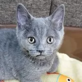 ブリティッシュショートヘア