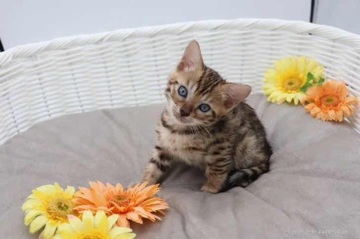 ID：1912-00572の子猫