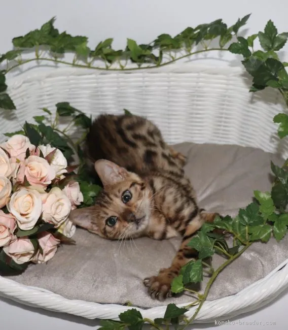 ID:1912-01011の子猫
