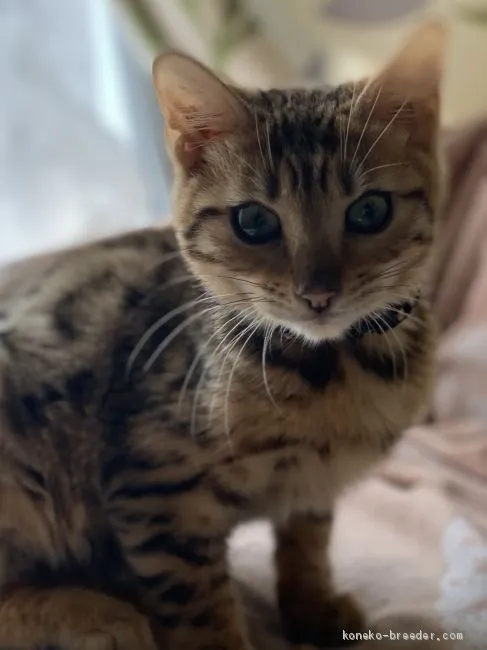 ID:2001-00197の子猫