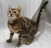 ベンガル【長野県・女の子・2019年12月3日・ブラウンスポッテットタビー】の写真2「4月6日撮影」