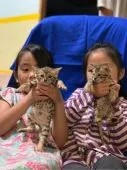 ベンガル【長野県・女の子・2019年5月18日・】の写真5「向かって右側の子」