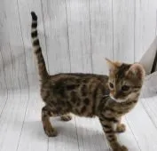 ベンガル【長野県・女の子・2019年12月3日・ブラウンスポッテットタビー】の写真5「4月6日撮影」