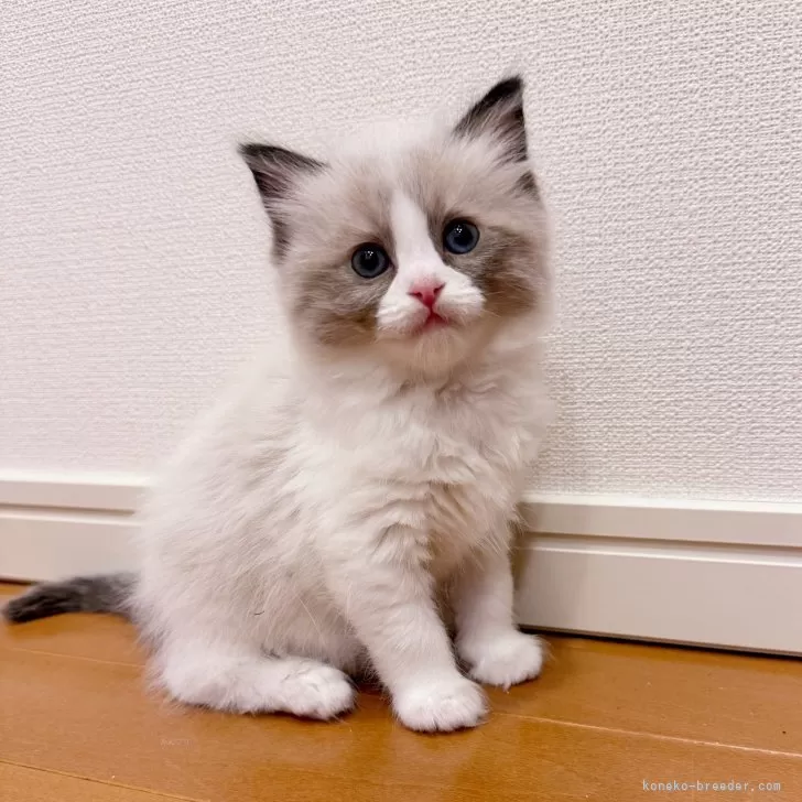 ID：2402-01628の子猫