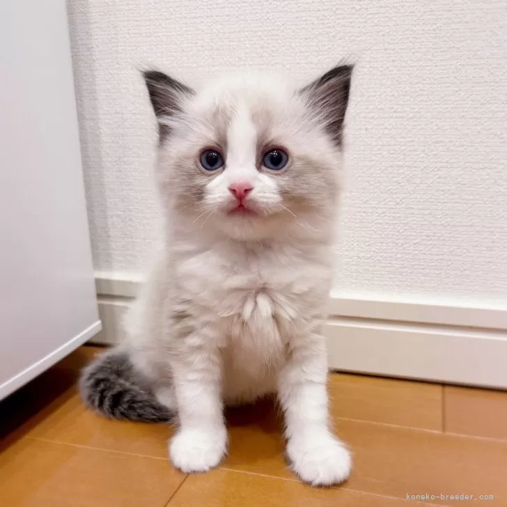 ID：2402-01626の子猫