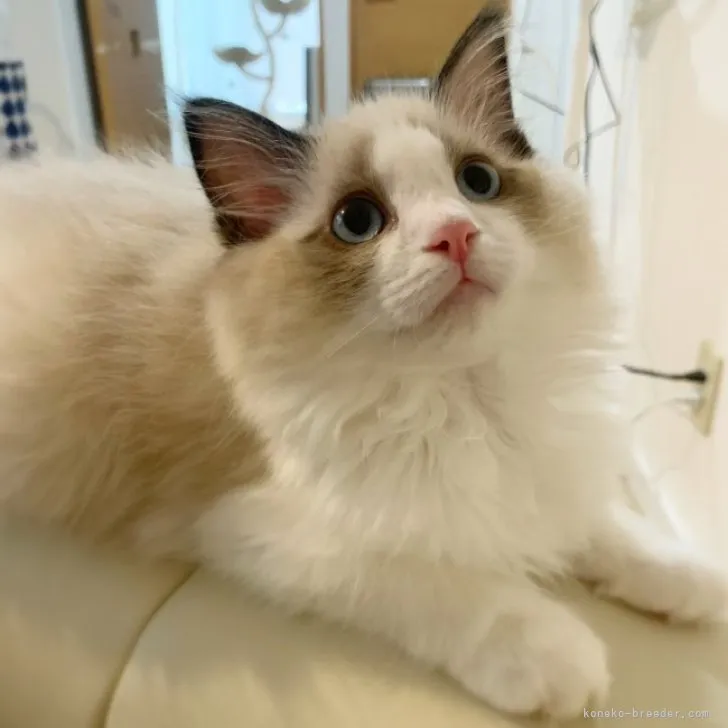 HINATA 様のお迎えした子猫