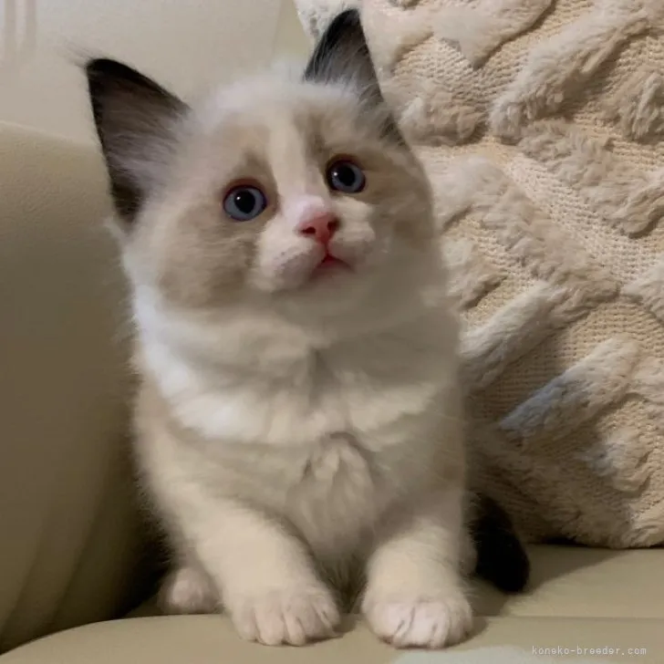 ID：2304-03072の子猫