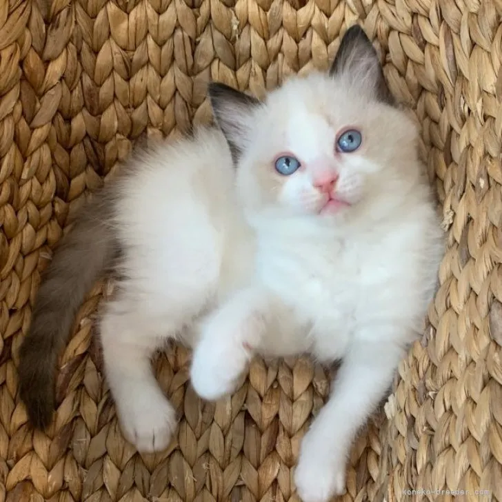 K.Ｉ 様のお迎えした子猫