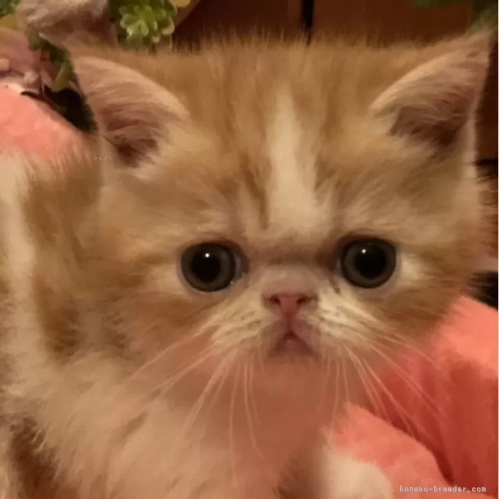 ID：2407-01645の子猫