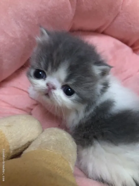 ID：2202-01810の子猫