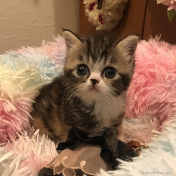 ID：2307-00984の子猫