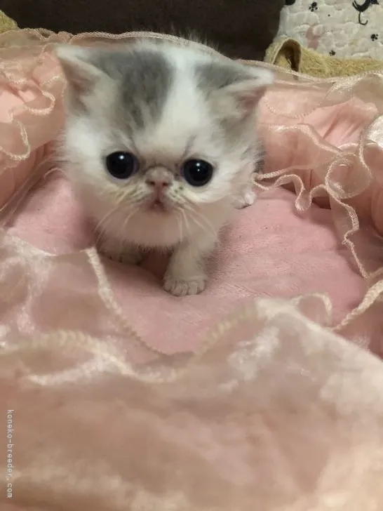 ID:2104-01304の子猫