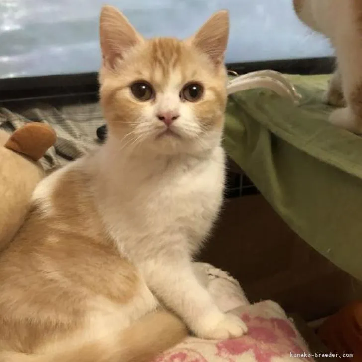 ID：2209-01315の子猫