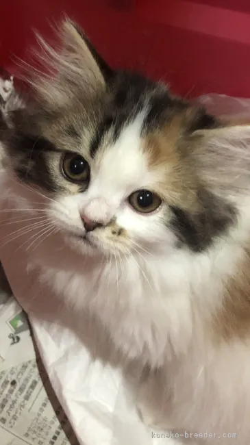ID:2104-01404の子猫