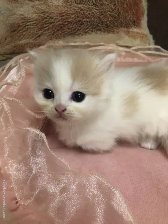 ID：2105-00591の子猫