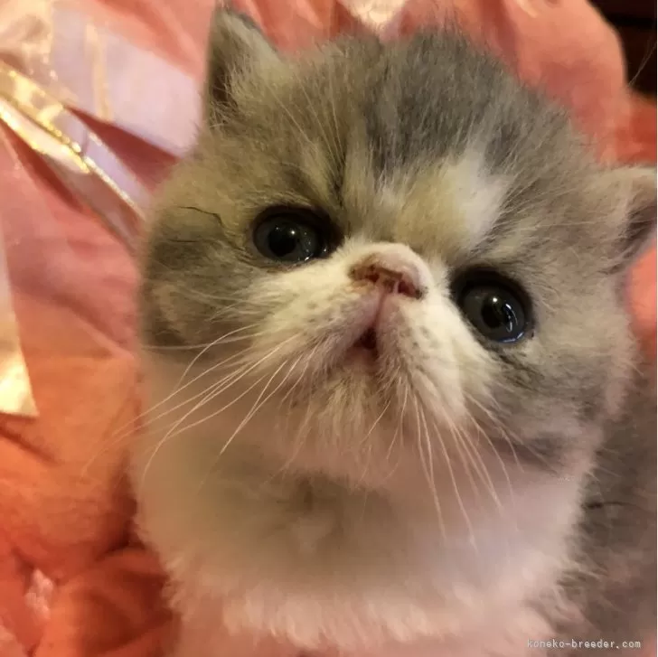 ID:2406-02174の子猫