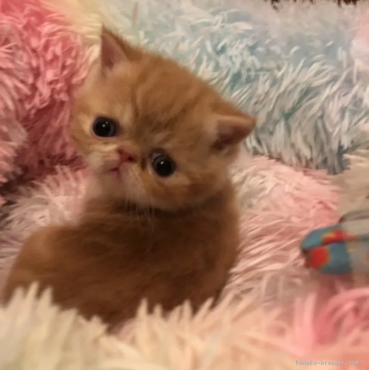 ID:2306-01857の子猫