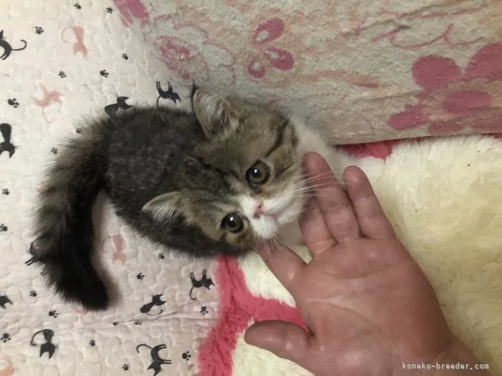 ID:2104-01901の子猫