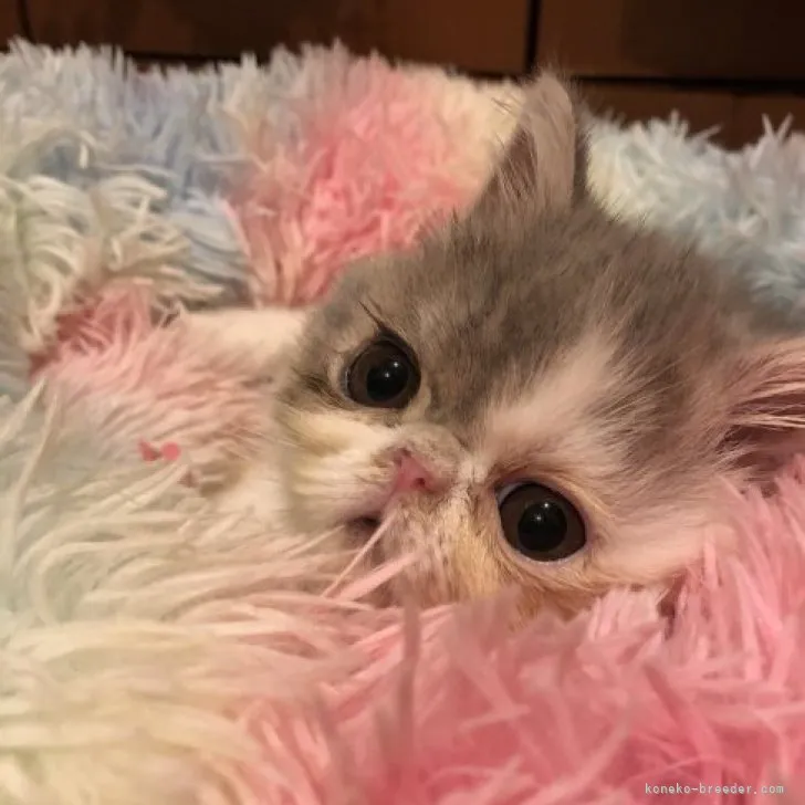 ID：2306-00426の子猫