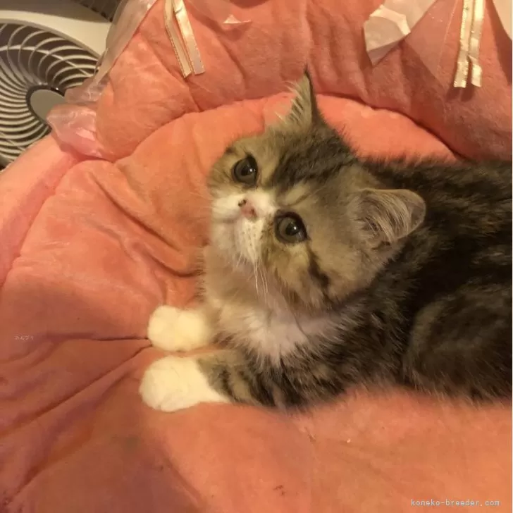 ID：2408-02192の子猫