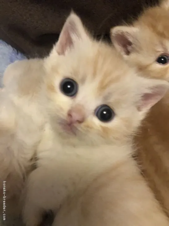 ID：2205-00865の子猫