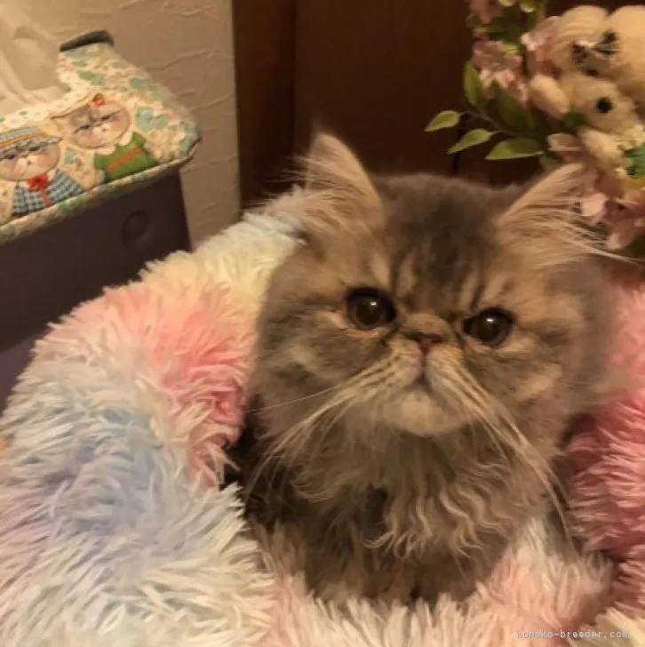 ID：2305-01511の子猫