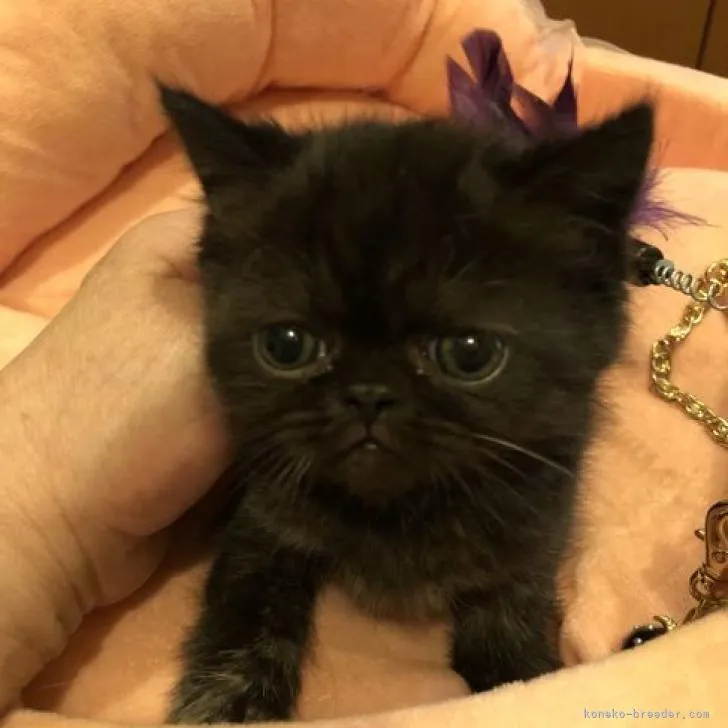 ID：2212-00403の子猫