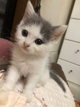 ミヌエット【京都府・男の子・2021年10月10日・ブルー&ホワイト（ショート）】の写真「甘えたのベタベタちゅまです
遺伝子クリアです」