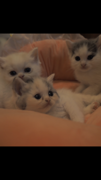 ミヌエット【京都府・女の子・2021年10月10日・ダイリュウトキャリコなど（ショート）】の写真「遺伝子検査クリア
みんな可愛いお顔をしてます」