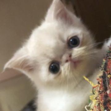 エキゾチックショートヘア【京都府・男の子・2022年8月18日・クリーム&ホワイト（ショートヘアー）】の写真「あどけないお顔しています
遺伝子検査クリア」