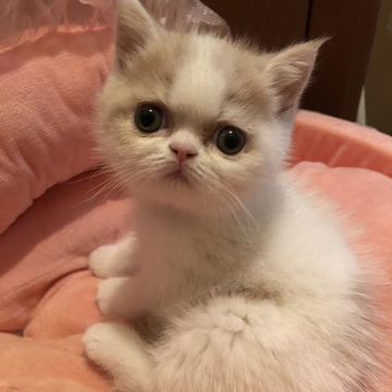 エキゾチックショートヘア【京都府・女の子・2022年8月15日・クリーム&ホワイト（ショートヘアー）】の写真「大人しく物静かな姫ちゃまでございます」