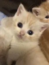 ミヌエット(短足)【京都府・男の子・2022年4月11日・クリームタビー&ホワイト】の写真1