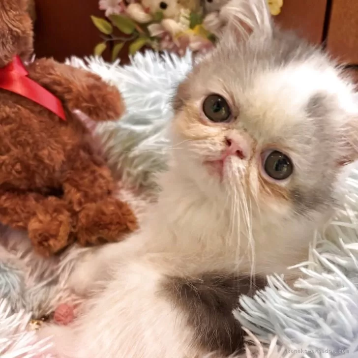 エキゾチックショートヘア【京都府・女の子・2025年5月16日・ブルー&amp;ホワイトバン】の写真1