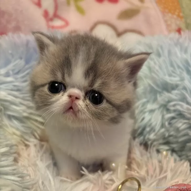 ID：2502-00930の子猫