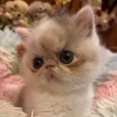 エキゾチックショートヘア