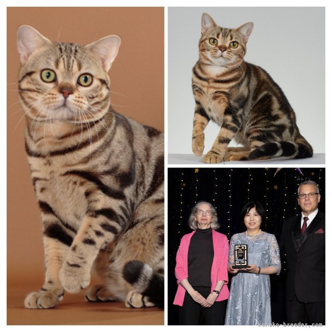 谷口　久美子(たにぐち　くみこ)ブリーダー(京都府・アメリカンショートヘア・CFA登録)の紹介写真1