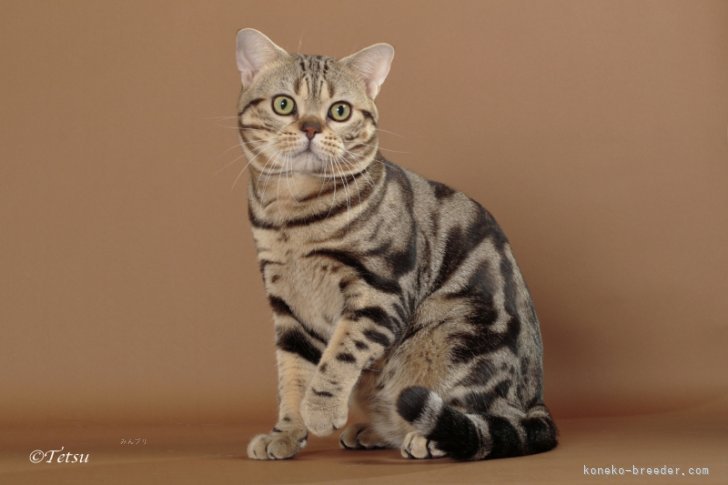 アメリカンショートヘア【・男の子・2023年7月4日・ブラウンクラシックタビー】