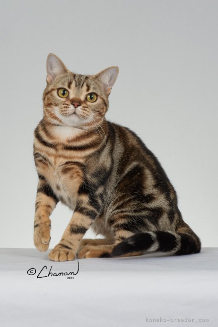 アメリカンショートヘア【・女の子・2022年1月1日・ブラウンクラシックタビー】