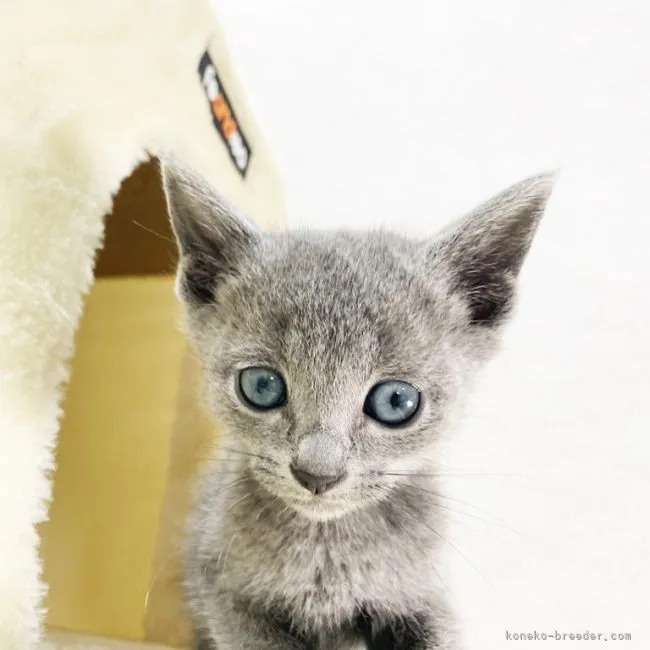 ID：2104-00145の子猫