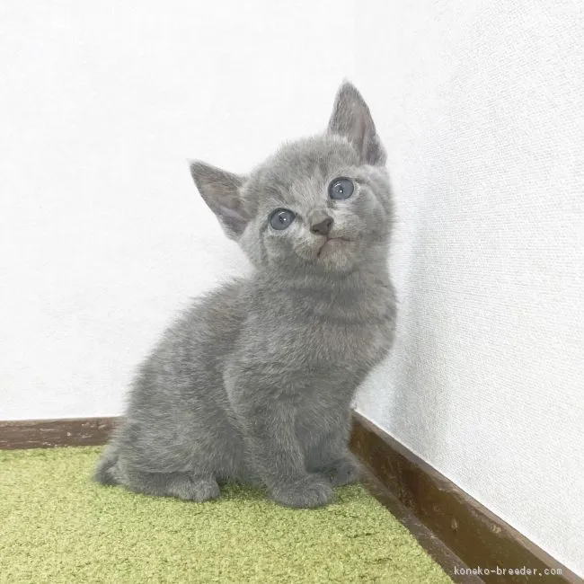 ID：2012-01472の子猫