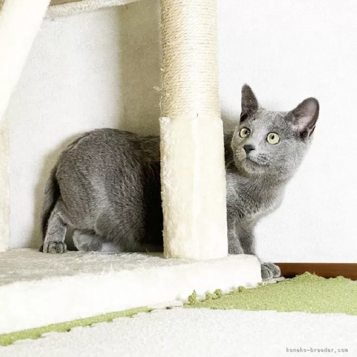 ID：2312-01981の子猫