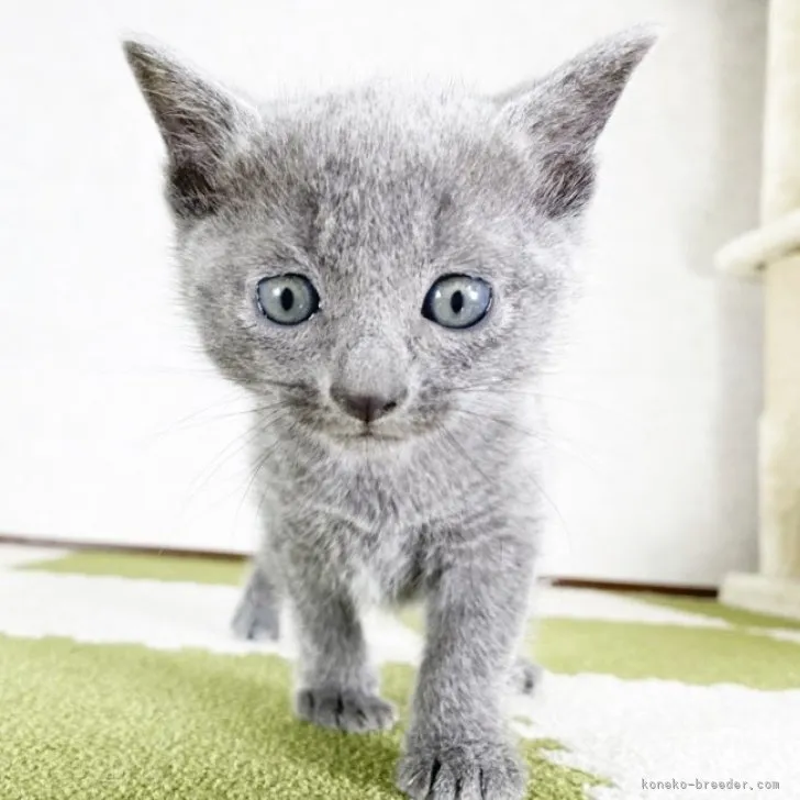 ID:2303-01486の子猫