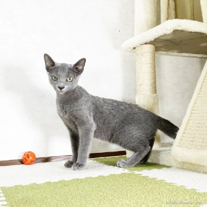 ID：2307-03141の子猫