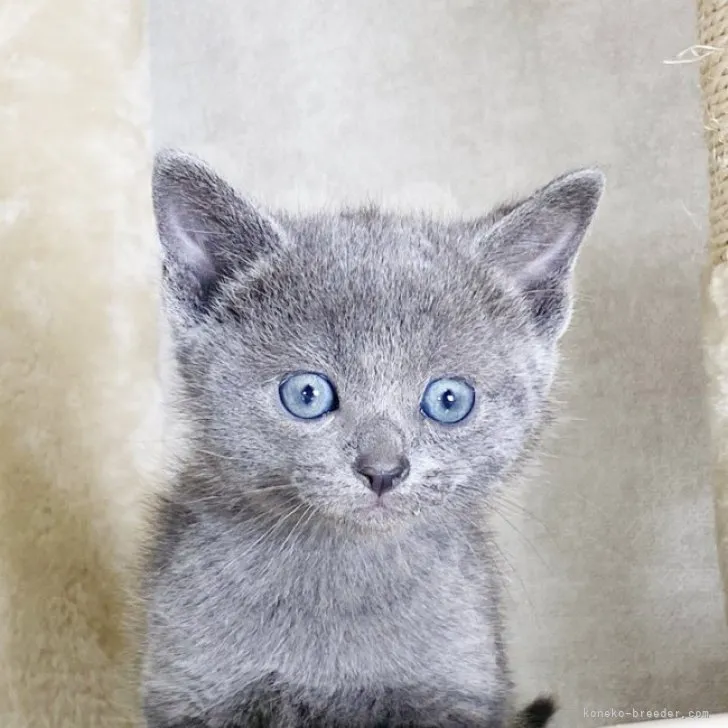 ID：2303-01485の子猫