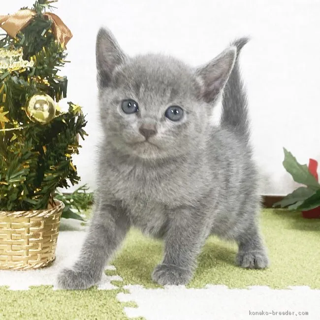 ID：2012-01471の子猫