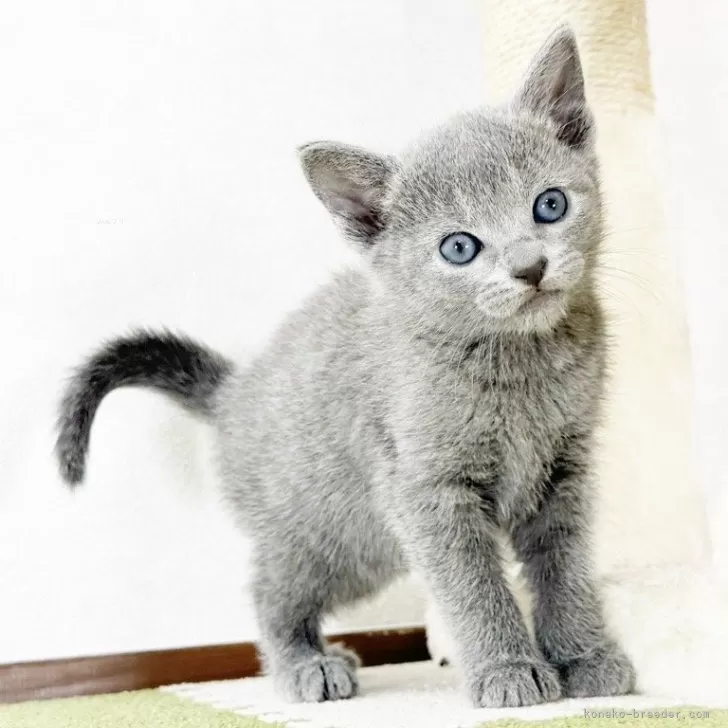 ID：2405-02706の子猫